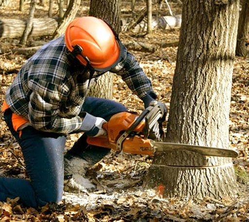 Tree Removal in Centerville, TX